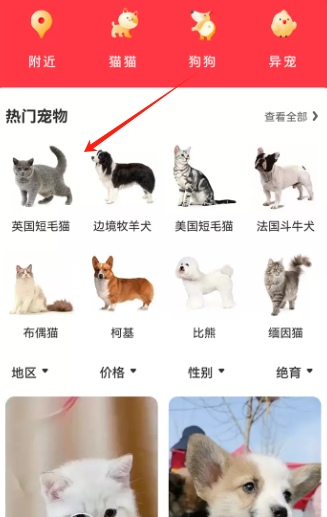 ﱦappٷ