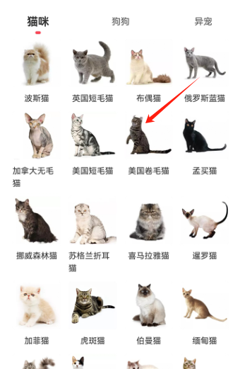 ﱦappٷ