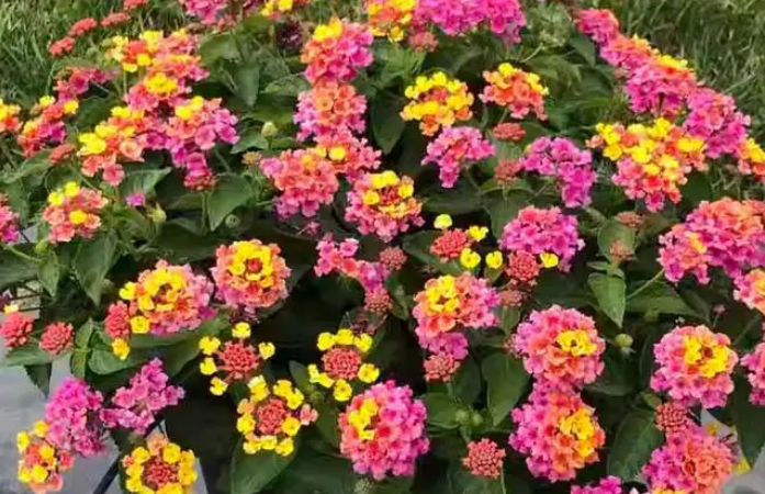 女王的花园2 种植教程 花卉品种