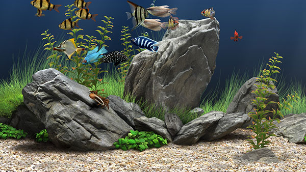 Dream Aquarium �������� �Զ����� �̳�