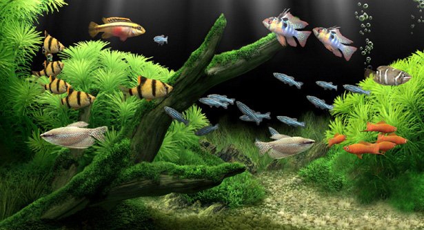 Dream Aquarium ��̬ˮ������� �����ȴ��� ����ˮ����Ч��