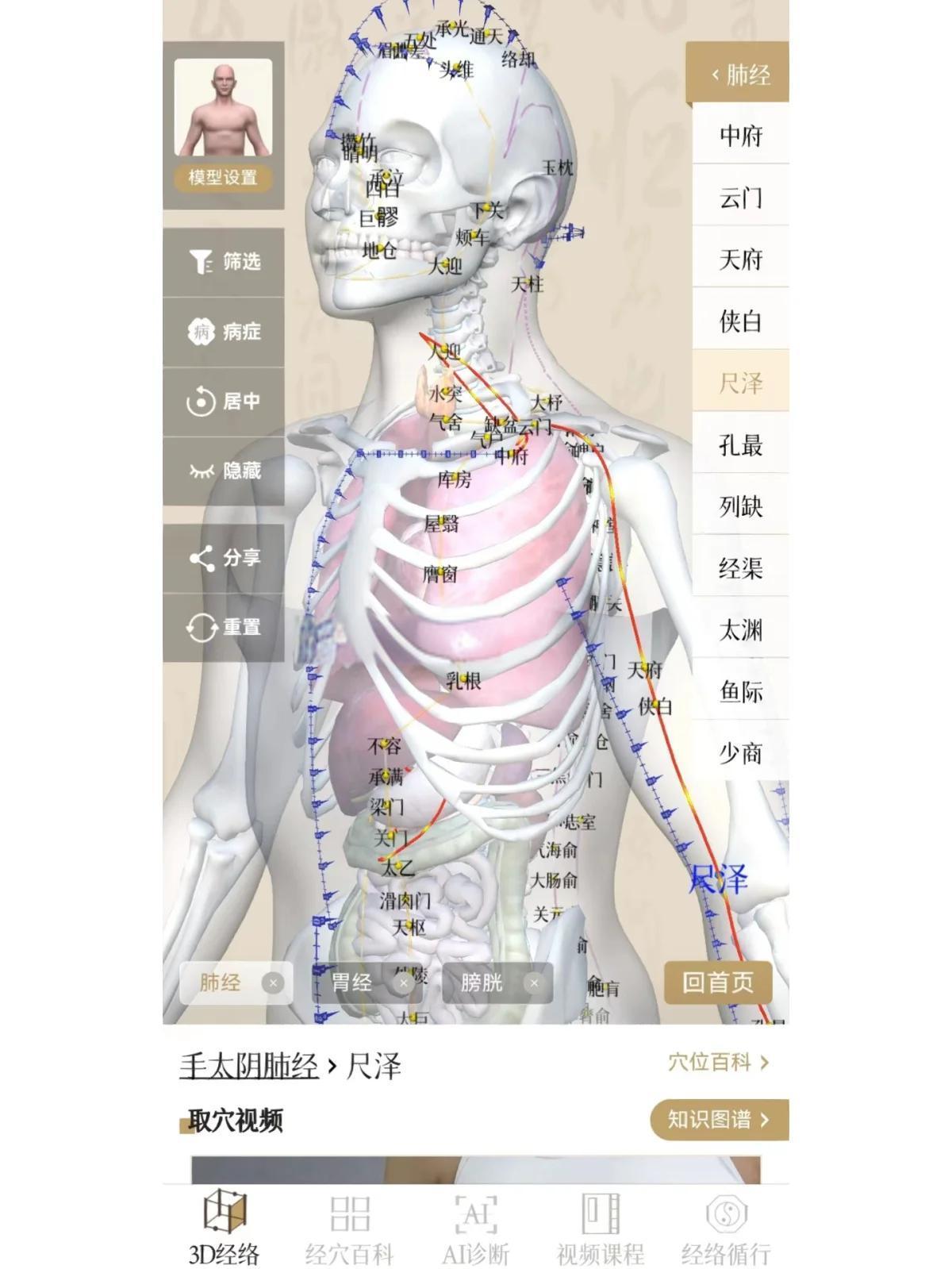 知源经络穴位 3D人体模型 中医学习