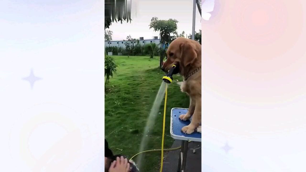 ƤƤ��Ц ��Ƶ ���� ����