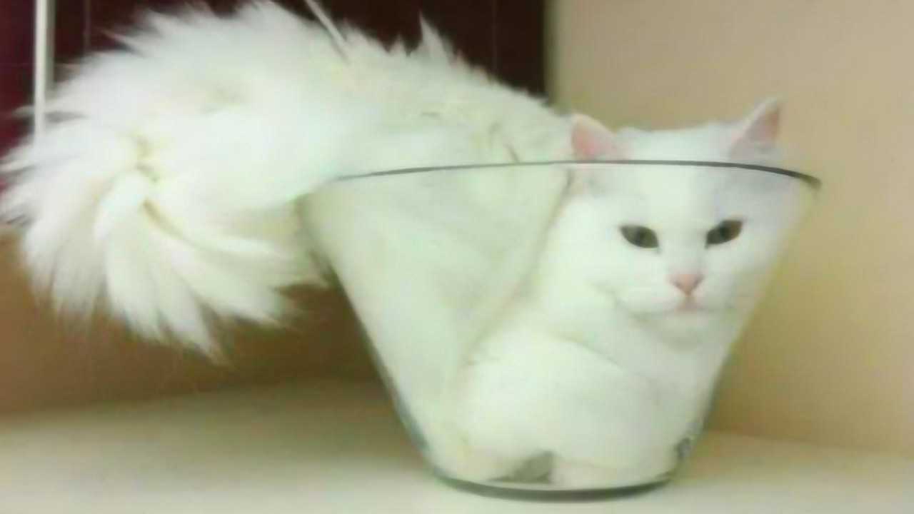 液体猫