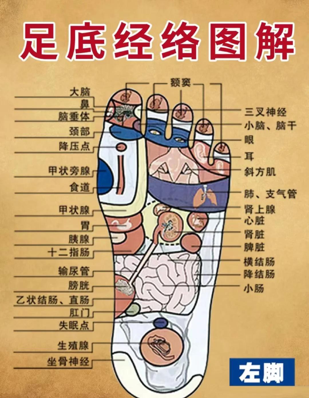 穴位经络图谱 中医养生 经络穴位图解 足底按摩