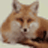 XML Foxv2.3 ����ת������