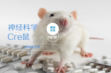 鼠来运转 多功能效率工具