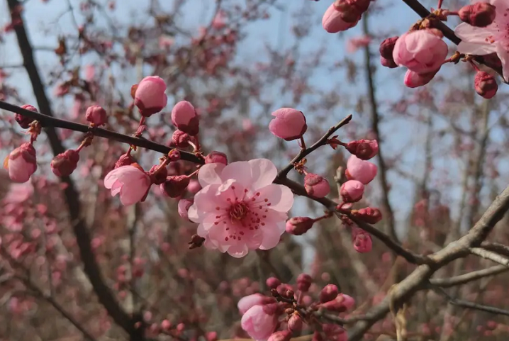 梅花智能