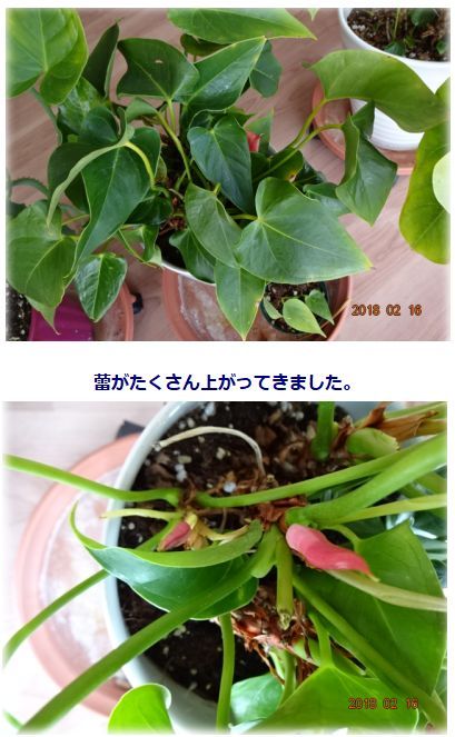 ��ͥƴͼ ��׿�� �淨���� ��ͼ